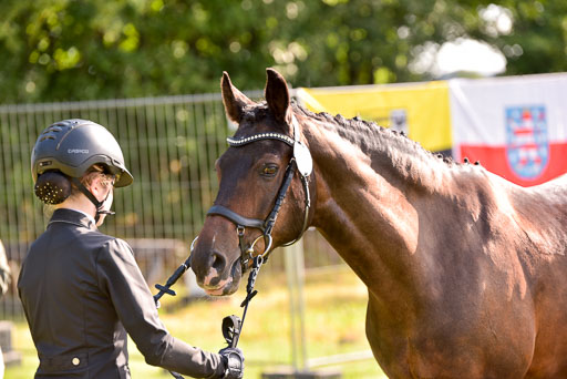 Goldene Schärpe Ponys in Hohenberg Krusemark 2024 | 14072024 Vormustern_051 