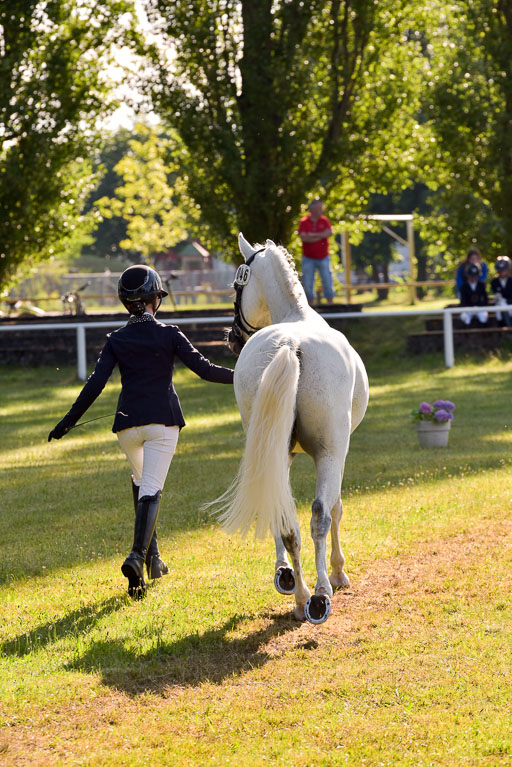 Goldene Schärpe Ponys in Hohenberg Krusemark 2024 | 14072024 Vormustern_091 