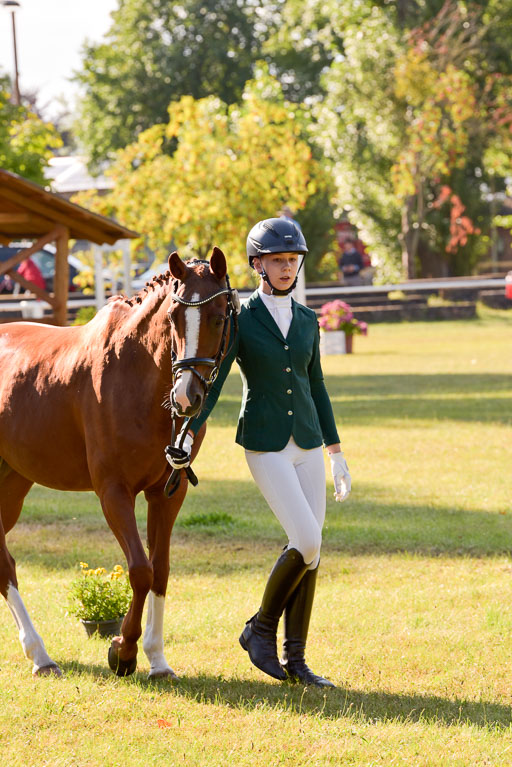 Goldene Schärpe Ponys in Hohenberg Krusemark 2024 | 14072024 Vormustern_120 
