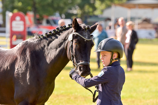 Goldene Schärpe Ponys in Hohenberg Krusemark 2024 | 14072024 Vormustern_132 