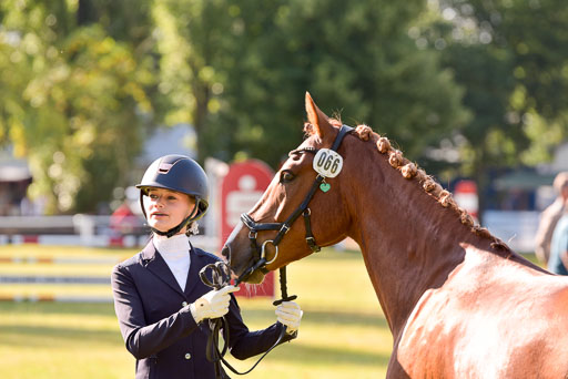 Goldene Schärpe Ponys in Hohenberg Krusemark 2024 | 14072024 Vormustern_140 