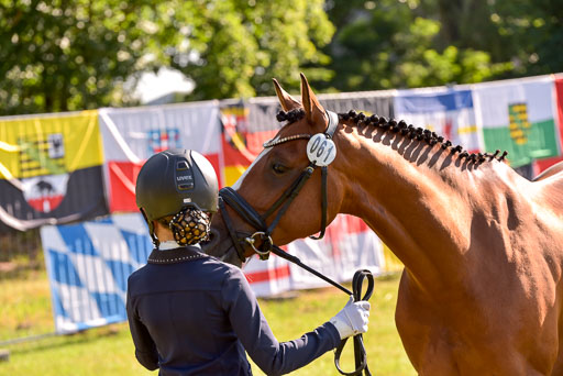 Goldene Schärpe Ponys in Hohenberg Krusemark 2024 | 14072024 Vormustern_149 