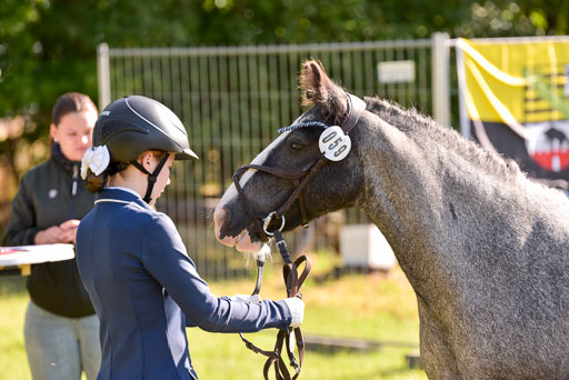 Goldene Schärpe Ponys in Hohenberg Krusemark 2024 | 14072024 Vormustern_167 