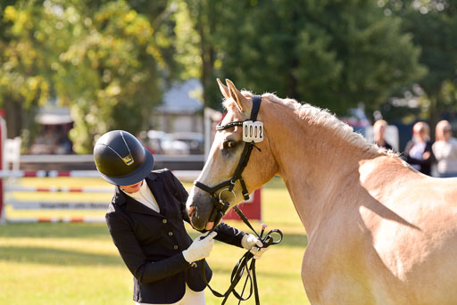 Goldene Schärpe Ponys in Hohenberg Krusemark 2024 | 14072024 Vormustern_177 