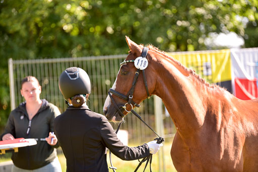 Goldene Schärpe Ponys in Hohenberg Krusemark 2024 | 14072024 Vormustern_245 
