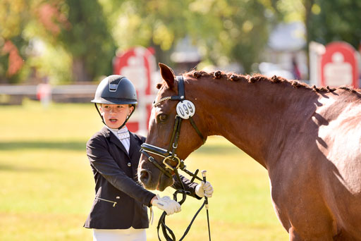 Goldene Schärpe Ponys in Hohenberg Krusemark 2024 | 14072024 Vormustern_249 