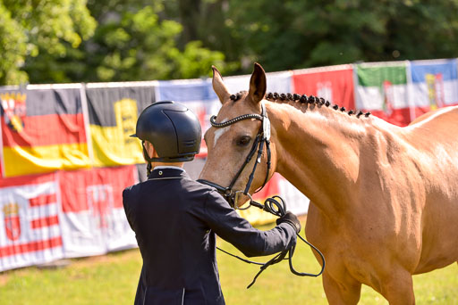 Goldene Schärpe Ponys in Hohenberg Krusemark 2024 | 14072024 Vormustern_304 