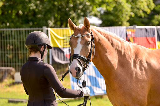 Goldene Schärpe Ponys in Hohenberg Krusemark 2024 | 14072024 Vormustern_315 