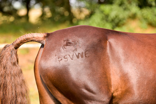Goldene Schärpe Ponys in Hohenberg Krusemark 2024 | 14072024 Vormustern_367 