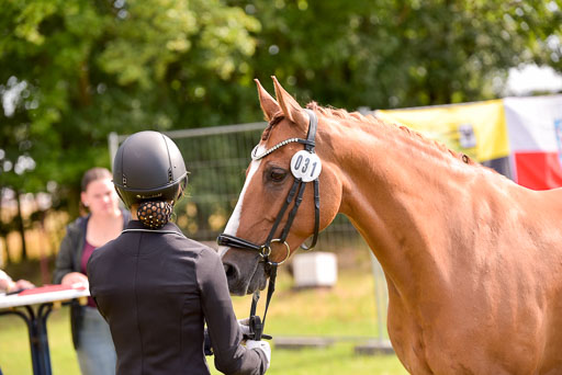 Goldene Schärpe Ponys in Hohenberg Krusemark 2024 | 14072024 Vormustern_386 