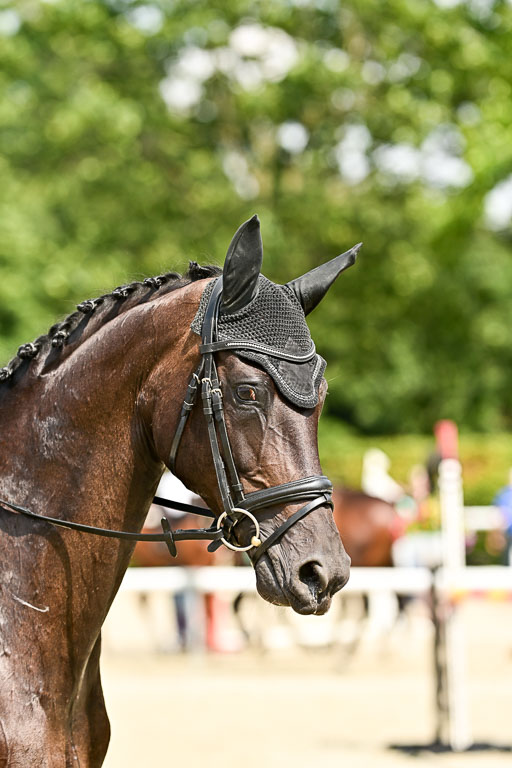 Bundesnachwuchschampionat Vielseitigkeit 2025 | 09082025 Springen Pferde _160 