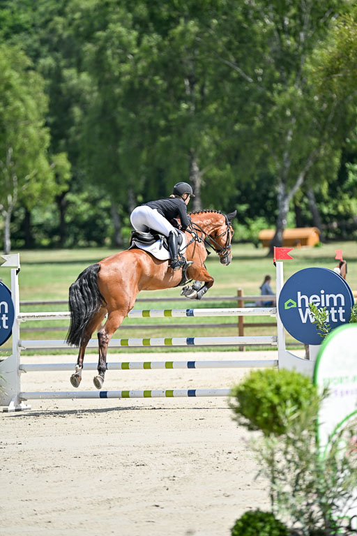  | 29062025 Springen CCI3 L _056 