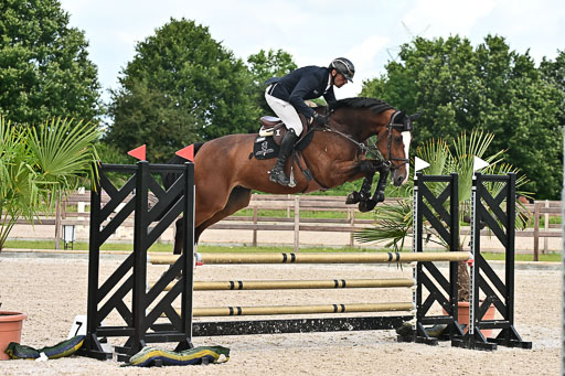 Klein Offenseth  - Hengststation Hell  28.07.2025 | 28072025 Springpferde A_103 