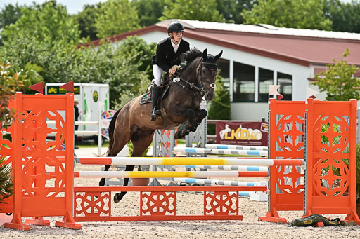 Klein Offenseth  - Hengststation Hell  28.07.2025 | 28072025 Springpferde A_141 