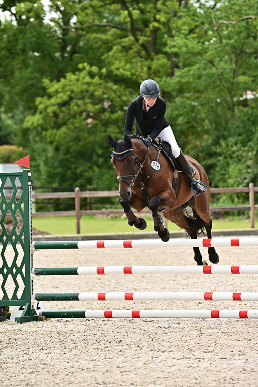 Klein Offenseth  - Hengststation Hell  28.07.2025 | 28072025 Springpferde A_158 