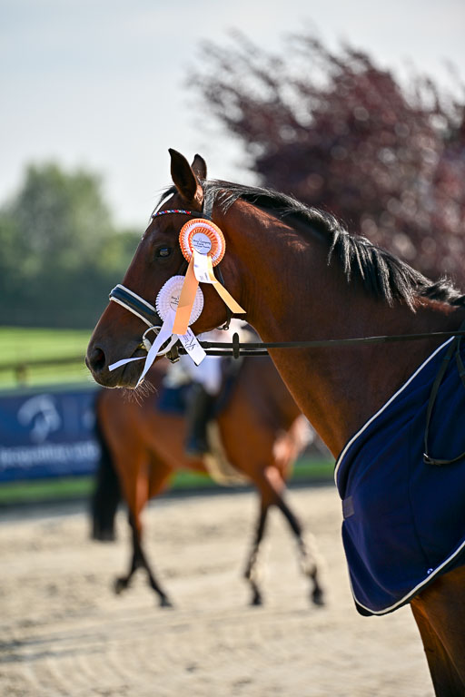 Show Jumping Event Stall Leichle in Schnarup | 15082025 Prf 9 Amateur M++_164 