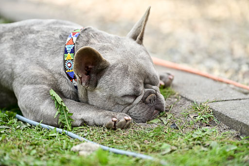  | Impressionen Stall Leichle_085 