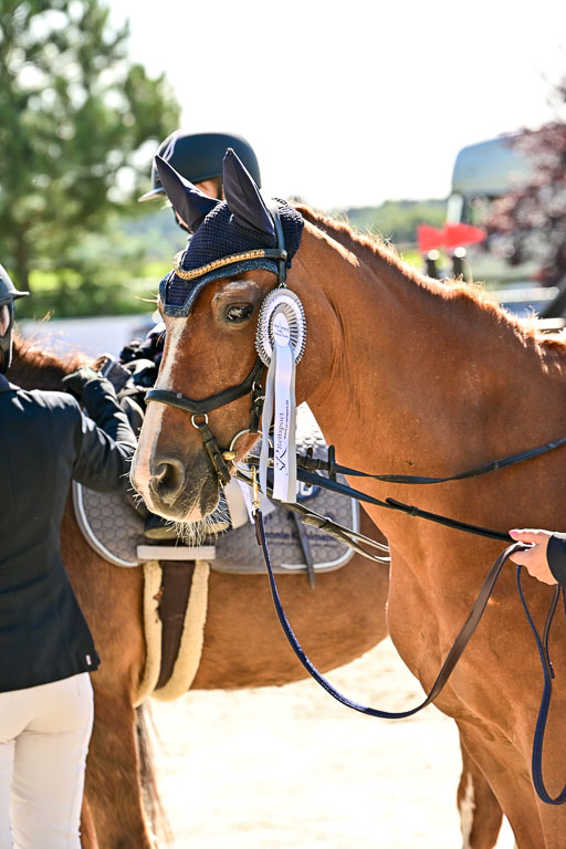 Show Jumping Event Stall Leichle in Schnarup | 17082025 Führzügel WB _121 