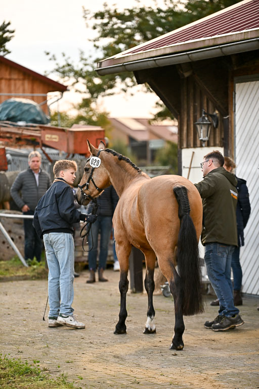 9-12.10.2025 Ströhen | Jakob Suttorp - Carlotta _25 