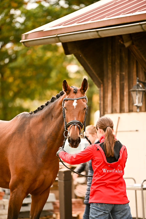  | Verfassung Ströhen _151 