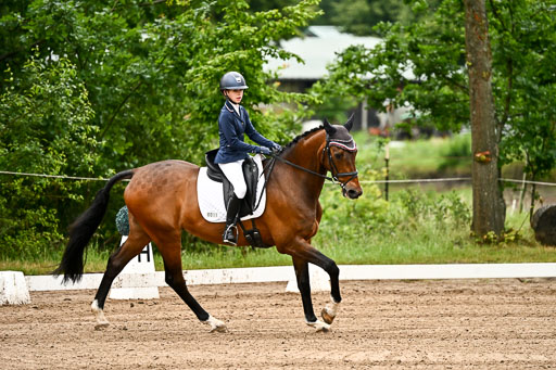 Goldene Schärpe Pferfde in Löningen 2026 | 12062026Dressur B _0026 