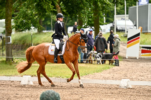 Goldene Schärpe Pferfde in Löningen 2026 | 12062026Dressur B _0140 