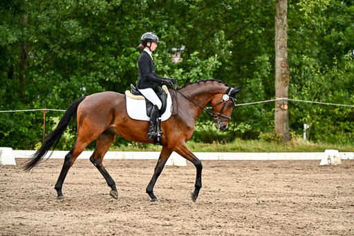 Goldene Schärpe Pferfde in Löningen 2026 | 12062026Dressur B _0291 