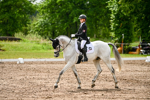Goldene Schärpe Pferfde in Löningen 2026 | 12062026Dressur B _0335 