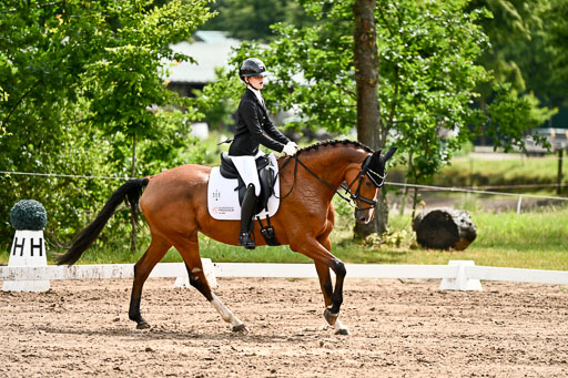 Goldene Schärpe Pferfde in Löningen 2026 | 12062026Dressur B _0352 
