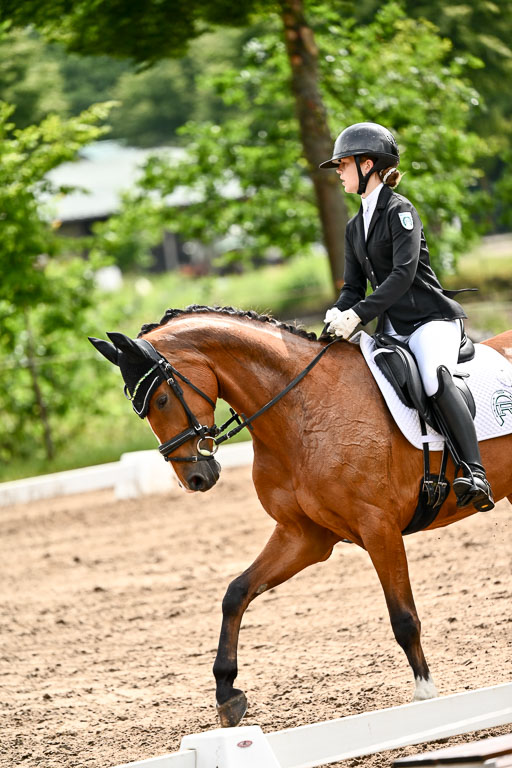 Goldene Schärpe Pferfde in Löningen 2026 | 12062026Dressur B _0358 