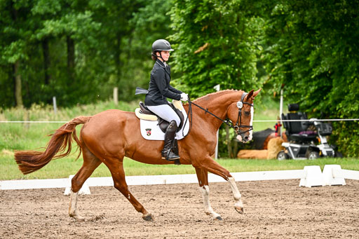 Goldene Schärpe Pferfde in Löningen 2026 | 12062026Dressur B _0454 