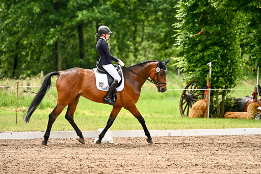 Goldene Schärpe Pferfde in Löningen 2026 | 12062026Dressur B _0528 
