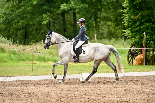 Goldene Schärpe Pferfde in Löningen 2026 | 12062026Dressur B _0571 