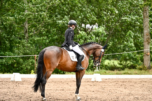 Goldene Schärpe Pferfde in Löningen 2026 | 12062026Dressur B _0596 