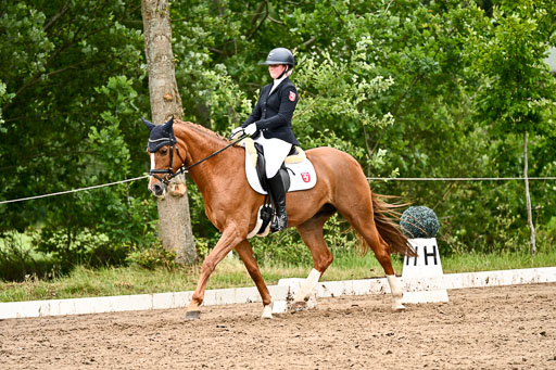 Goldene Schärpe Pferfde in Löningen 2026 | 12062026Dressur B _0689 