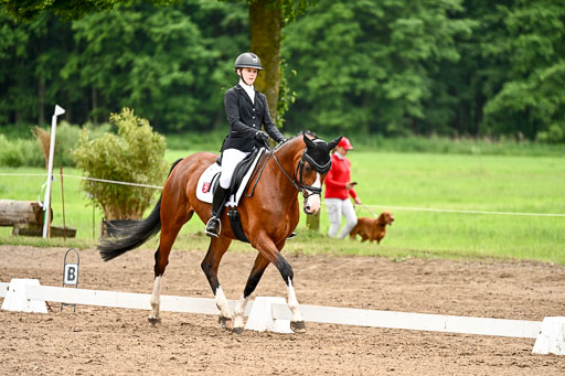 Goldene Schärpe Pferfde in Löningen 2026 | 12062026Dressur B _0959 