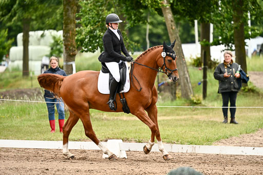 Goldene Schärpe Pferfde in Löningen 2026 | 12062026Dressur B _0985 