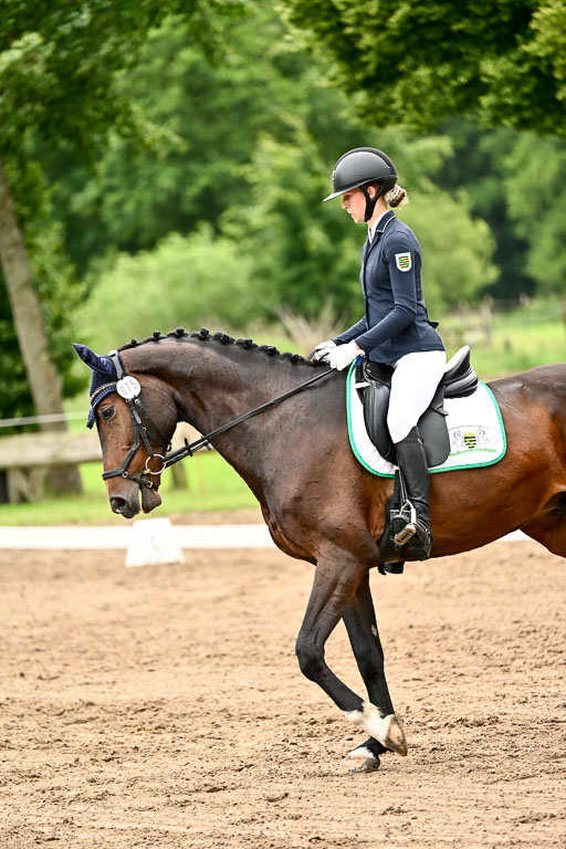 Goldene Schärpe Pferfde in Löningen 2026 | 12062026Dressur B _1000 
