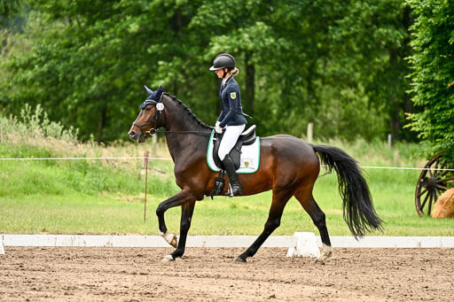 Goldene Schärpe Pferfde in Löningen 2026 | 12062026Dressur B _1008 