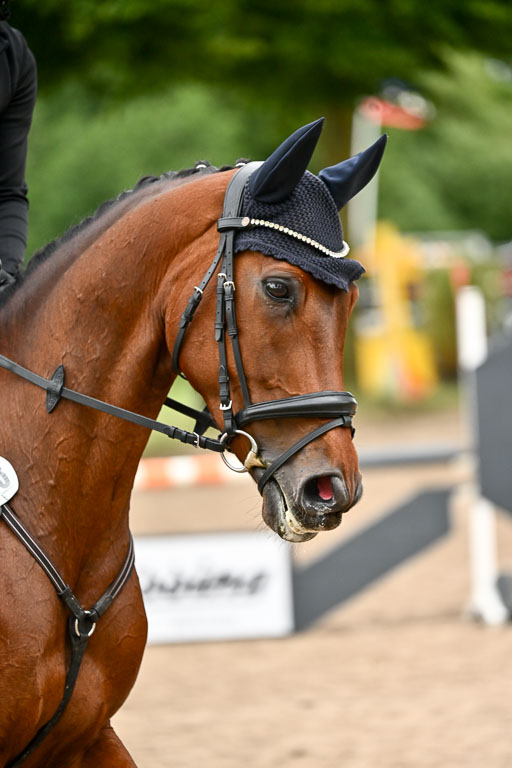 Goldene Schärpe Pferfde in Löningen 2026 | 14062026 Springen 1 Abt_001 
