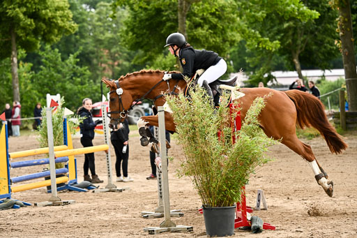 Goldene Schärpe Pferfde in Löningen 2026 | 14062026 Springen 2 Abt _367 