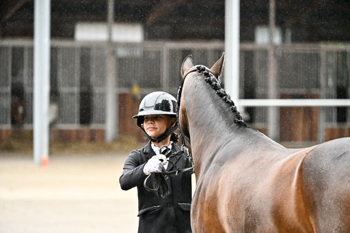 Goldene Schärpe Ponys in Löningen 2026 | 07062026 Vormustern _260 
