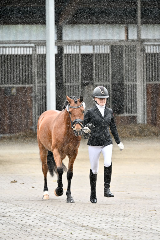 Goldene Schärpe Ponys in Löningen 2026 | 07062026 Vormustern _272 