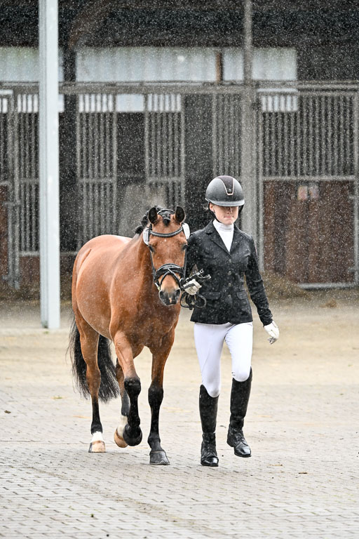 Goldene Schärpe Ponys in Löningen 2026 | 07062026 Vormustern _273 