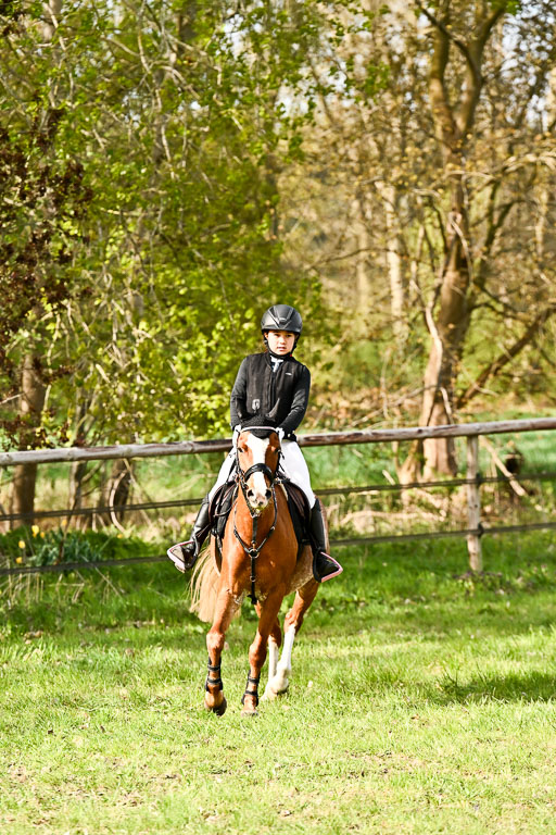  | Springreiter WB _026 