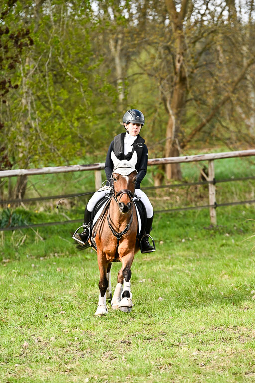  | Springreiter WB _029 