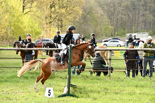  | Springreiter WB _065 