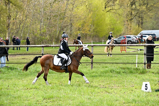  | Springreiter WB _075 