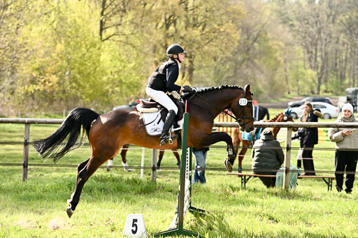  | Springreiter WB _097 