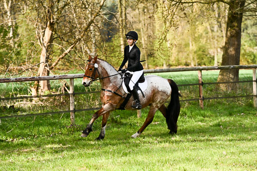 | Springreiter WB _132 